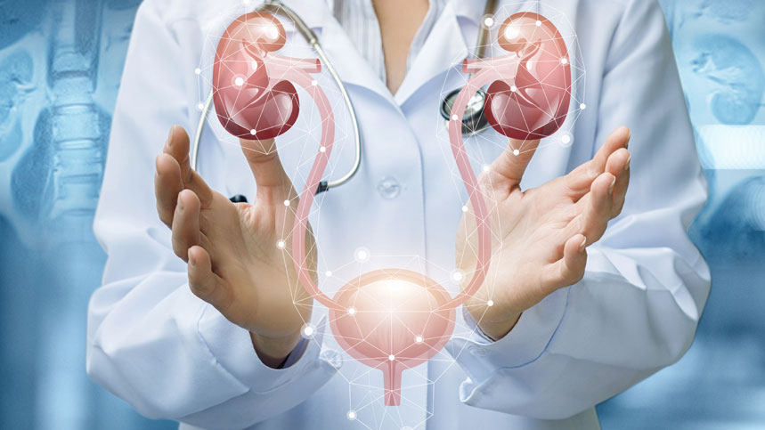 Kidney Function and Creatinine: What Your Numbers Mean