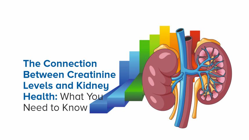 Decoding Creatinine Levels Your Guide to Kidney Health